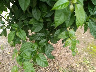 繁茂绿叶植物特写