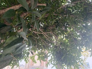 繁茂枝叶下的自然景致