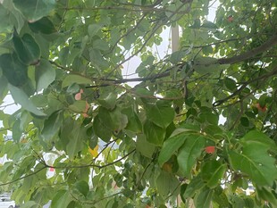 枝头绿叶间的红色果实