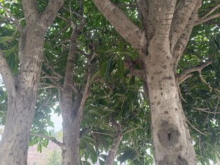 繁茂大树下的自然景致