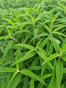 翠绿细长叶片植物景观