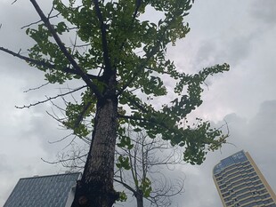 城市中挺拔的绿树