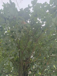 绿叶繁茂的树木