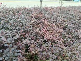 紫叶小檗植物景观