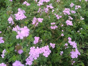 粉色繁花绽放的美丽景致