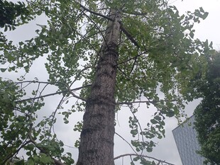 高大挺拔的绿树