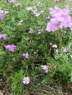 紫色小花绽放于绿草丛中