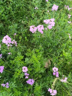 粉色小花绽放于绿叶间