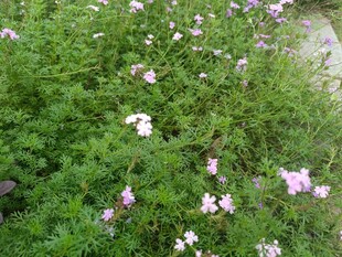繁花盛开的绿色植物景观