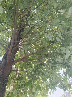 繁茂大树展现盎然生机