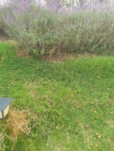 草地旁的紫色花丛与设备