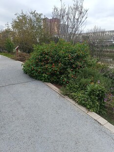 城市小径旁的绿植景观