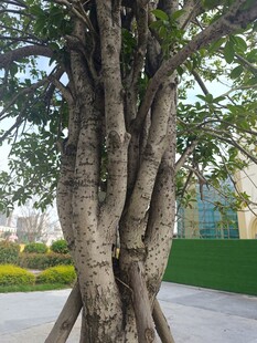 奇特根系的大树