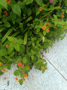 路边翠绿丛中的橙色小花