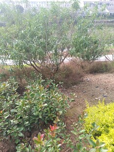 多彩园林植物景观