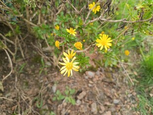 野外绽放的黄色小花