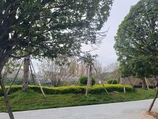 公园林荫小道绿意景致