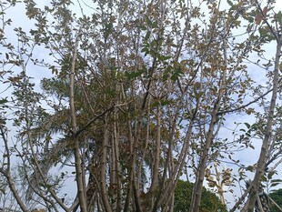 茂密丛生树木景观