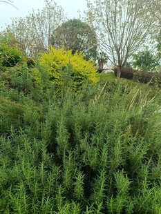 野外繁茂绿植景观