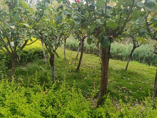 果园绿意盎然的树木景观