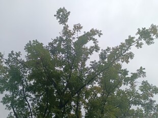 仰视视角下的繁茂绿树