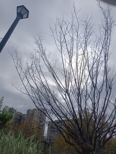 阴天中光秃树枝与路灯