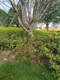 园林景观中的树木与绿植