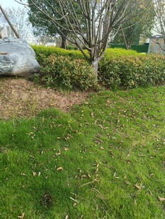 户外绿意盎然的园林景致