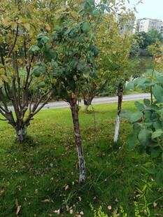 秋日草地旁的树木景观