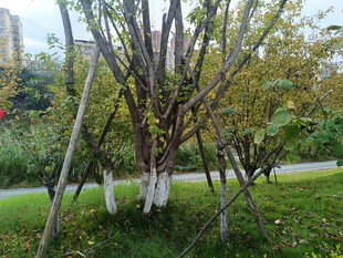 园林中被支撑的树木