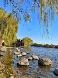 湖畔垂柳与石的静谧风光