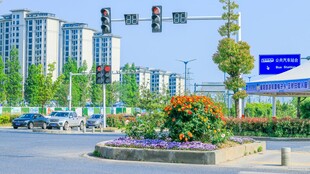 城市道路景观绿植与高楼