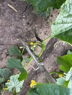 田间黄瓜植株与黄色小花