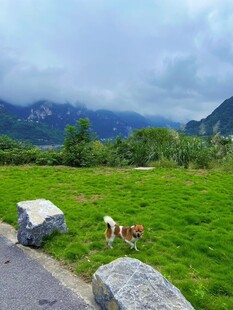 路边草地旁的可爱小狗