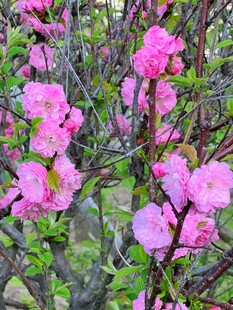 盛开的粉色繁花