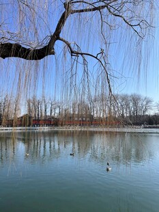 湖畔垂柳下的宁静水面