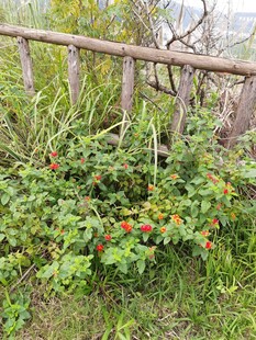 木栅栏旁繁茂的红色植物