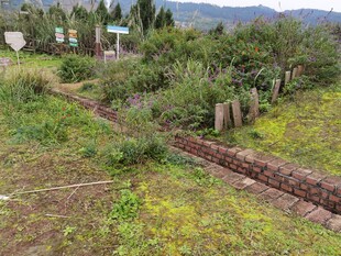 乡村田野间的土埂与植被