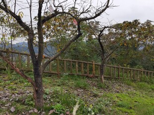 冬日枯树旁的围栏景观