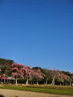 春日烂漫樱花树景