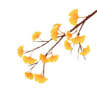 金黄银杏枝秋意满枝头