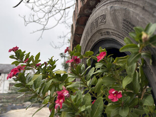 轮胎旁绽放的娇艳小花