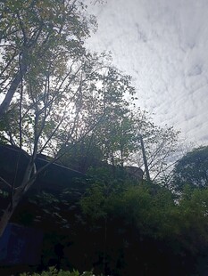 林间树梢与天空景致