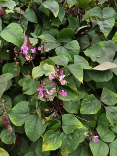 绿叶丛中绽放的紫色小花