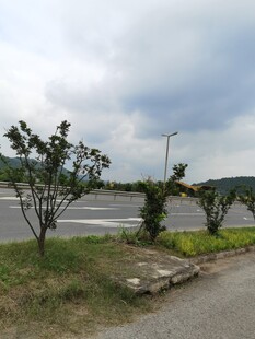 路边绿植与开阔道路景观