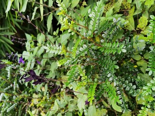 翠绿繁茂的植物景观