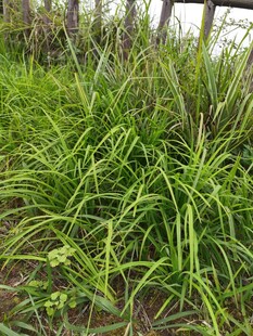 茂盛的绿色草丛