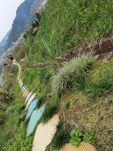 山间小径旁的葱郁绿植