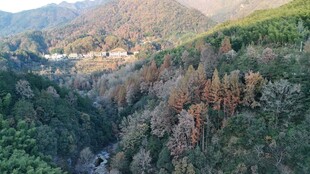 山谷森林鸟瞰美景