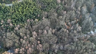 俯瞰茂密森林景观